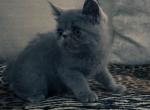 Graysi is a Gorgeous Blue Exotic Persian Mix - Exotic Kitten For Adoption - Las Vegas&comma; NV&comma; US