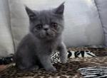 Graysi is a Gorgeous Blue Exotic Persian Mix - Exotic Kitten For Adoption - Las Vegas&comma; NV&comma; US