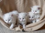 Ragdoll Lynx Kitten - Ragdoll Kitten For Sale - Marshall&comma; WI&comma; US