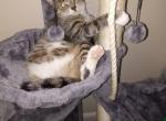 4th of July Kittens Looking for Forever Home - Domestic Kitten For Sale - Gary&comma; IN&comma; US