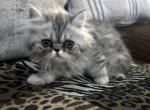 Fuffy a Gorgeous Silver Tabby Girl - Persian Kitten For Adoption - Las Vegas&comma; NV&comma; US