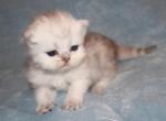CFA Shaded silver Fema Persian Kitten - Persian Kitten For Sale - Stanton&comma; MO&comma; US