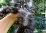 Loki Black Smoke Blue eyed boy - Maine Coon Kitten For Sale - Grant Valkaria&comma; FL&comma; US