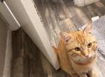 Garfield - Domestic Cat For Adoption - Maple Heights&comma; OH&comma; US