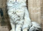 Scottish Fold Kittens - Scottish Fold Kitten For Sale - 