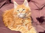 Maine Coon Kittens - Maine Coon Kitten For Sale - 