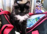 Pep&eacute; - American Longhair Kitten For Sale - 