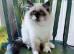 Panda - Persian Kitten For Sale - Orlando&comma; FL&comma; US
