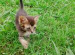 Tabby Kitten - Domestic Kitten For Adoption - 
