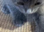 NEBULA - Nebelung Kitten For Sale - 