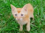 Ginger Tabby Kittens - Domestic Kitten For Adoption - AL&comma; US