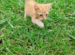 Ginger Tabby Kittens - Domestic Kitten For Adoption - AL&comma; US