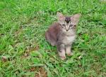 Elsie's litter FEMALE - Domestic Kitten For Adoption - AL&comma; US