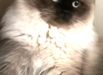mino - Himalayan Cat For Sale - Chantilly&comma; VA&comma; US