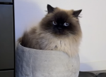 nino - Himalayan Cat For Sale - Chantilly&comma; VA&comma; US