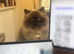 tiko - Himalayan Cat For Sale - Chantilly&comma; VA&comma; US