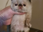 Adorable Persian Kittens Ready for Homes - Persian Kitten For Sale - Chantilly&comma; VA&comma; US