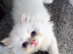 Beautiful Persian Kittens Available - Persian Kitten For Sale - Chantilly&comma; VA&comma; US
