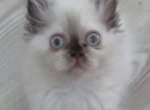 2 Month Old Persian Kittens - Persian Kitten For Sale - Chantilly&comma; VA&comma; US