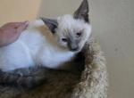 Lilac point male - Siamese Kitten For Sale - Deer Park&comma; IL&comma; US