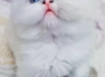 Sweet Persian Kittens Looking for Families - Persian Kitten For Sale - Chantilly&comma; VA&comma; US