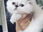 Healthy Persian Kittens Ready Now - Persian Kitten For Sale - Chantilly&comma; VA&comma; US
