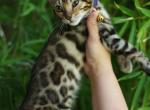 cooper - Bengal Kitten For Sale - 