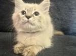 Male Lynx Point - Siamese Kitten For Sale - 