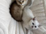 Kiwi - British Shorthair Kitten For Sale - Summit&comma; IL&comma; US