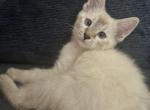 Female Lynx Point - Siamese Kitten For Sale - Bridgeport&comma; CT&comma; US