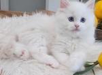 Annie's Litter - Ragdoll Kitten For Sale - Nixa&comma; MO&comma; US
