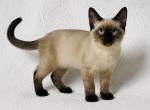 Female Siamese kitten - Siamese Kitten For Sale - Terrell&comma; TX&comma; US