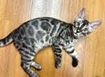 Pepper Bengal - Bengal Kitten For Sale - Crestview&comma; FL&comma; US