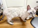 Sandwich Bengal - Bengal Kitten For Sale - Crestview&comma; FL&comma; US