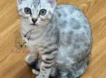 Pebbles Bengal - Bengal Kitten For Sale - Crestview&comma; FL&comma; US