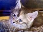 Maine coon litter - Maine Coon Kitten For Sale - Co Spgs&comma; CO&comma; US