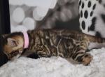 Moons litter clouded rosettes bengal kittens - Bengal Kitten For Sale - 