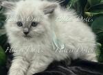 Health Tested x Passed - Ragdoll Kitten For Sale - 