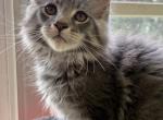 BLUE TABBY MALE MAINE COON KITTEN - Maine Coon Kitten For Sale - 