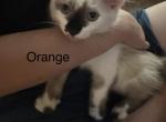 Orange - Snowshoe Kitten For Sale - Plainfield&comma; IN&comma; US