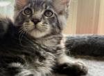 SILVER TABBY MALE MAINE COON KITTEN - Maine Coon Kitten For Sale - Union City&comma; MI&comma; US
