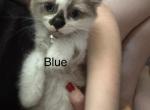 Blue - Snowshoe Kitten For Sale - Plainfield&comma; IN&comma; US