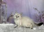 June - Siberian Kitten For Sale - 