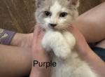 Purple - Siamese Kitten For Sale - Plainfield&comma; IN&comma; US
