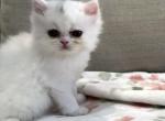 Iggy is Super Sweet - Persian Kitten For Adoption - Las Vegas&comma; NV&comma; US