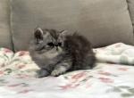 Candi a Beautiful Silver Tabby Girl - Persian Kitten For Adoption - Las Vegas&comma; NV&comma; US