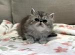 Candi a Beautiful Silver Tabby Girl - Persian Kitten For Adoption - Las Vegas&comma; NV&comma; US