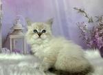 Joy - Siberian Kitten For Sale - Prospect Heights&comma; IL&comma; US