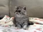 Mandi a Beautiful and Loving Silver Tabby Girl - Persian Kitten For Adoption - Las Vegas&comma; NV&comma; US