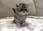 Mandi a Beautiful and Loving Silver Tabby Girl - Persian Kitten For Adoption - Las Vegas&comma; NV&comma; US